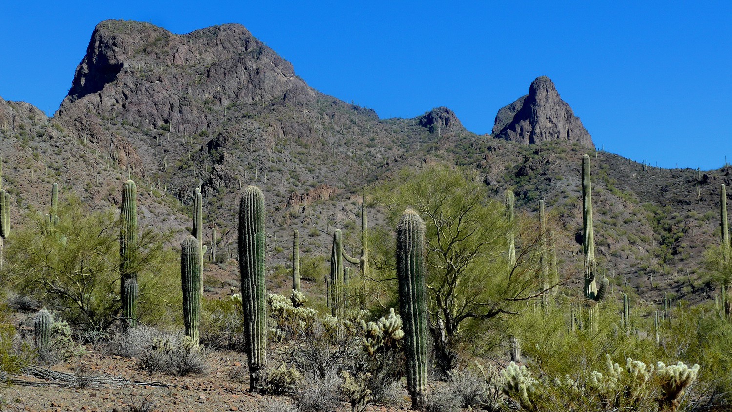 Saguaro Cactuses with steep Picacho Peak (on the right)